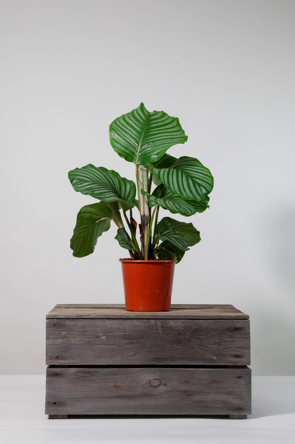 files/IndoorPlants-StudioShots13.11.2023-340.jpg